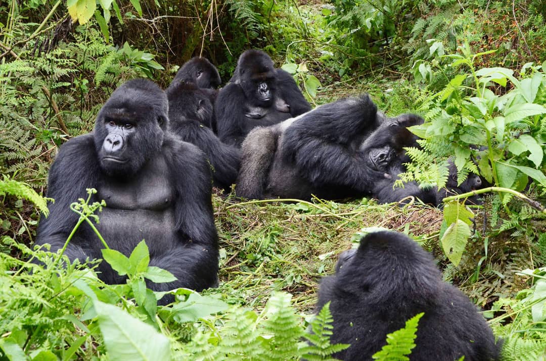 Gorilla Trekking Adventure