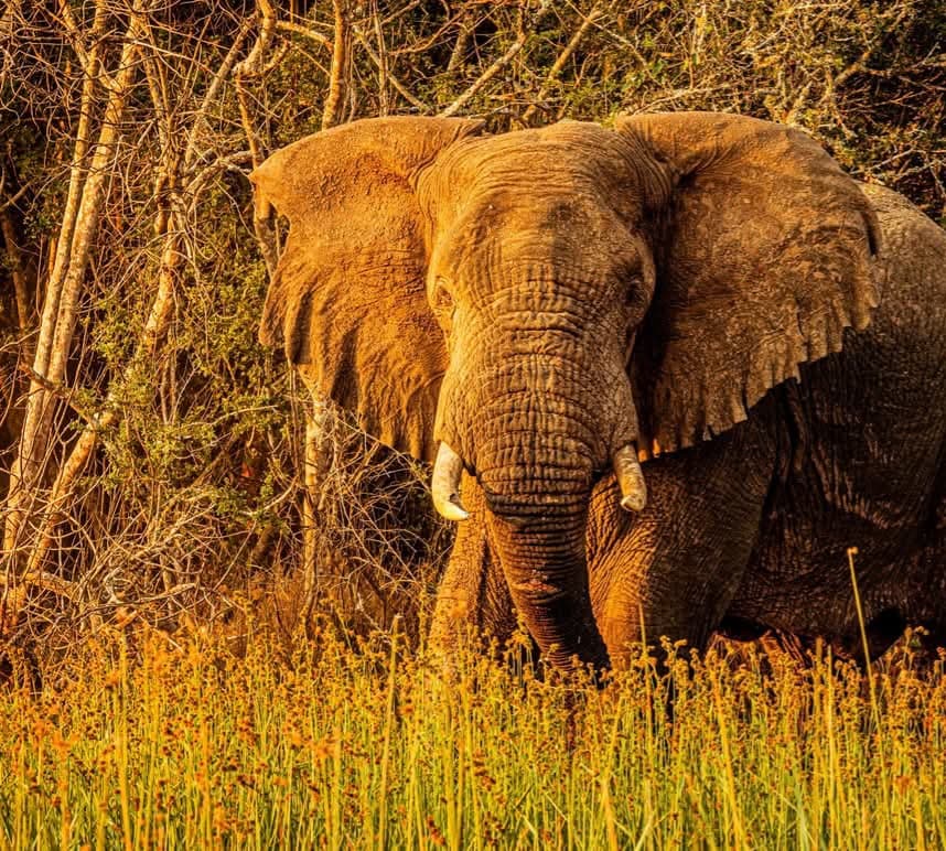 Gorilla Trekking Experience