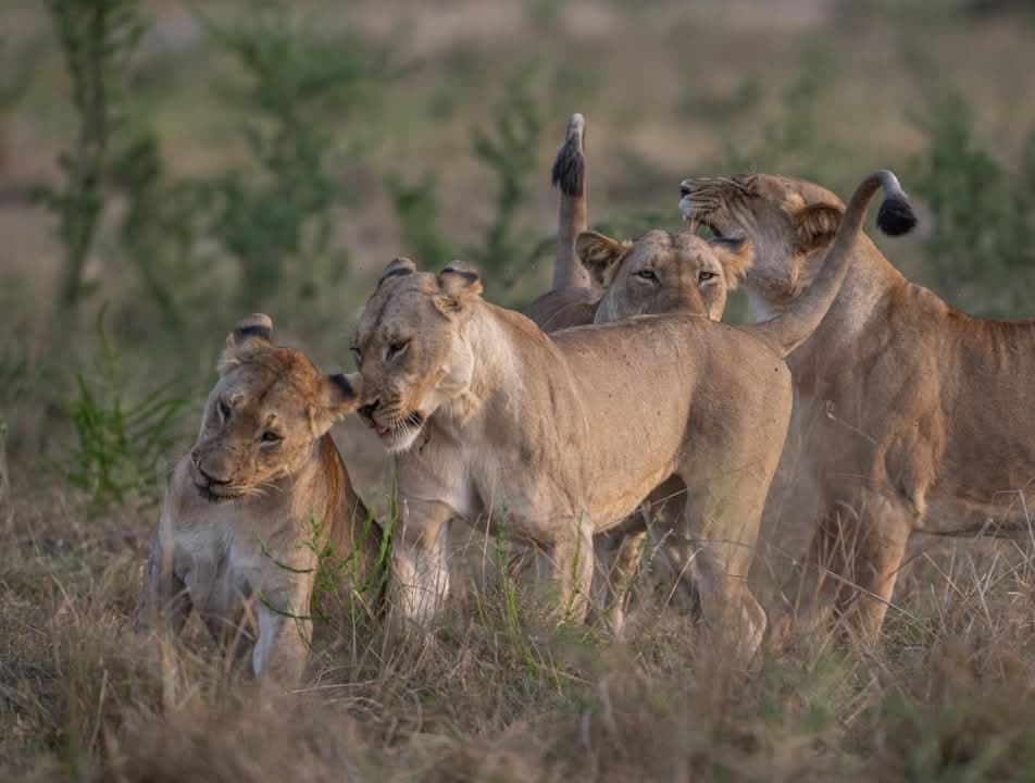 Rwanda Wildlife Safari