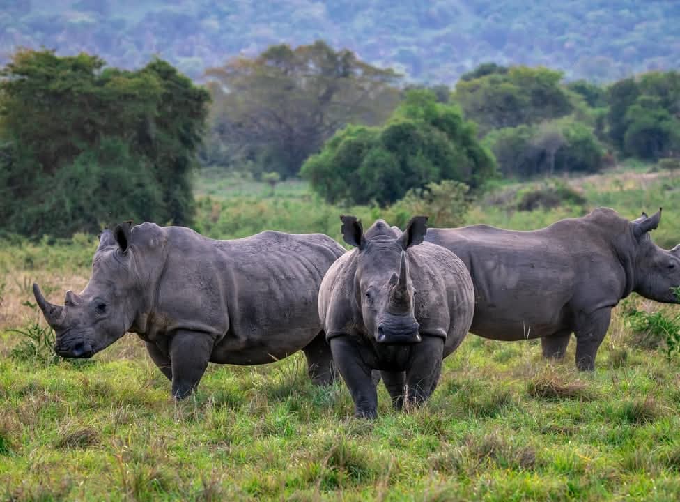 Zenvi Trips Rwanda Safari