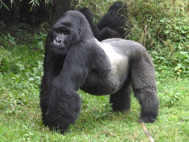 Rwanda Gorilla Trekking