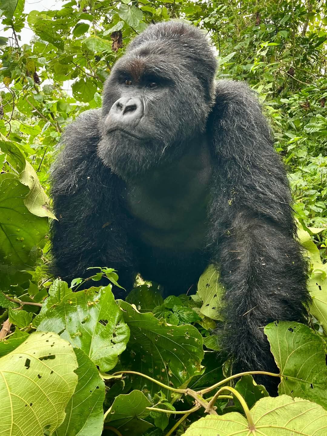Gorilla Trekking Adventure